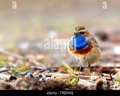 Gorgebleue à miroir (Luscinia svecica cyanecula, Cyanosylvia svecia cyanecula), homme sur le terrain, Allemagne Banque D'Images