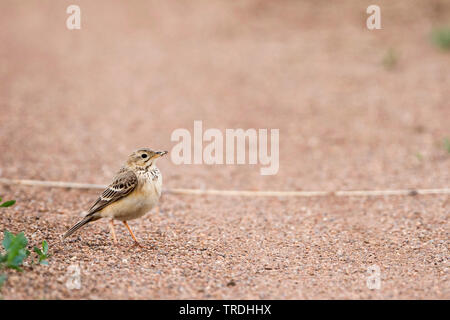 Blyth's pitpit (Anthus godlewskii), de recherche de nourriture sur le terrain, la Russie Banque D'Images