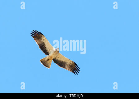 Aigle botté (Hieraaetus pennatus), de la lumière, de l'Espagne morph Banque D'Images