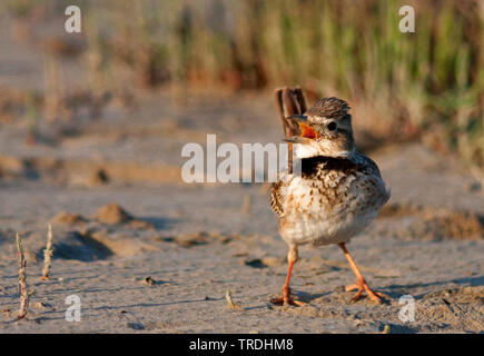 Calandre (Melanocorypha calandra hebraica, Melanocorypha hebraica), sur le terrain, Turquie Banque D'Images