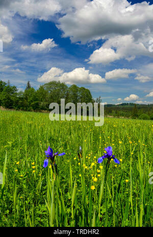 Iris de Sibérie, drapeau de Sibérie (Iris sibirica), qui fleurit sur un pré, Allemagne, Bavière, Murnauer Moos Banque D'Images