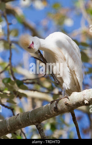 Héron garde-boeuf, buff-soutenu heron (Ardeola ibis, Bubulcus ibis), à l'éraflure, Maroc Banque D'Images