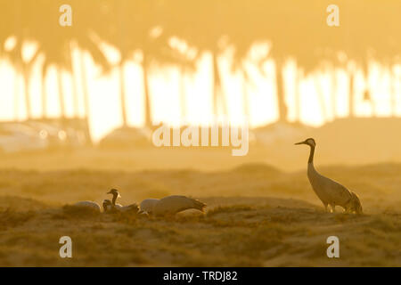 Grue cendrée grue eurasienne, (Grus grus), dans la lumière du soir avec grue demoiselle, Oman Banque D'Images