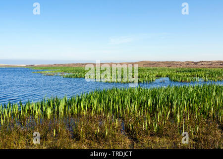 Iris jaune, drapeau jaune (Iris pseudacorus), Lac à Texel en printemps, Pays-Bas, Texel Banque D'Images