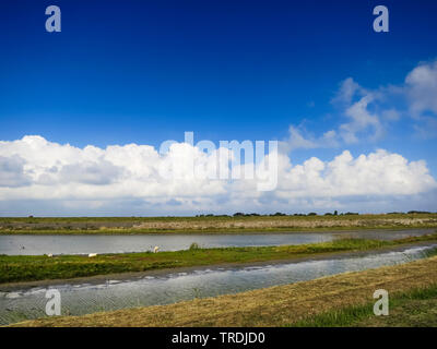 Paysage à Texel, à la fin de l'été, Pays-Bas, Texel Banque D'Images