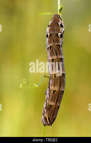 (Deilephila elpenor sphynx éléphant), Caterpillar, Pays-Bas, Utrecht Banque D'Images