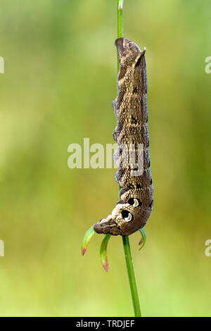 (Deilephila elpenor sphynx éléphant), Caterpillar, Pays-Bas Banque D'Images