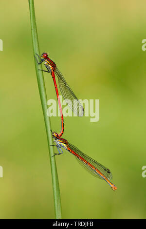 Grande libellule Pyrrhosoma nymphula (rouge), l'accouplement tandem, Pays-Bas, Utrecht Banque D'Images