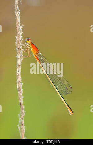D'ischnura moindre, les rares à queue bleu libellule, petit bluetail (Ischnura pumilio), repos, Pays-Bas Banque D'Images