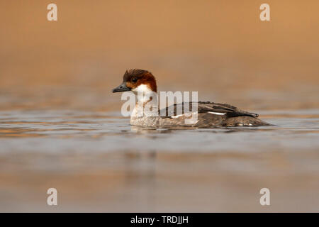 Tchico (Mergellus albellus, Mergus albellus), femelle sur l'eau, Pays Bas, Hollande-du-Sud Banque D'Images