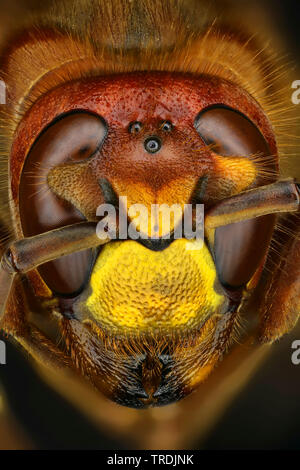 Hornet, brown, hornet hornet Européen (Vespa crabro), chef d'un Hornet, macro shot, x 2, Allemagne Banque D'Images