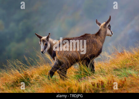 Chamois (Rupicapra rupicapra), deux jeunes chamoises dans un cadre d'automne, France, Vosges, Hohneck Banque D'Images