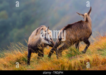 Chamois (Rupicapra rupicapra), deux jeunes chamoises dans un cadre d'automne, France, Vosges, Hohneck Banque D'Images