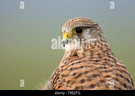 Kestrel Kestrel eurasien, l'Ancien Monde, faucon crécerelle, faucon crécerelle (Falco tinnunculus), femme, Pays-Bas Banque D'Images