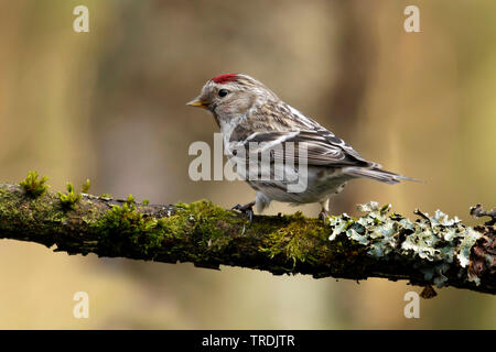 Sizerin flammé, Carduelis flammea Sizerin flammé (Acanthis flammea), perché sur une branche, Pays-Bas Banque D'Images