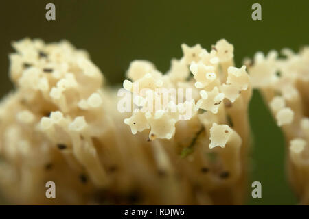 Les récifs de la Couronne, à pointe de la couronne (Artomyces pyxidatus corail champignon), sur le bois mort, Pays-Bas, Zeeland Banque D'Images