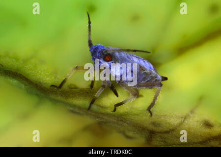 Les pucerons (Aphidoidea), macro shot d'un puceron sur une feuille, x 12, Allemagne Banque D'Images