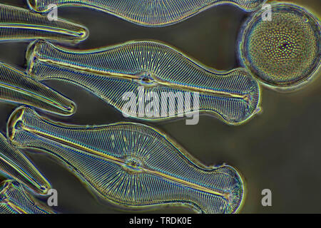 Diatomées (Diatomeae), dioatomeen en microscopie à contraste de phase, x 160 Banque D'Images