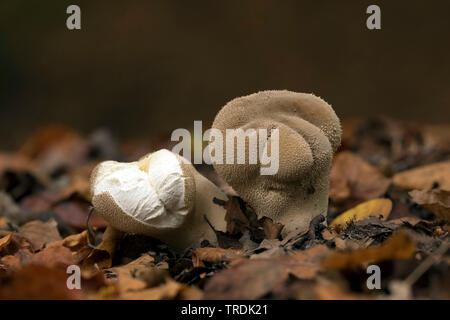 (Calvatia excipuliformis vesse-pilon, Calvatia saccata), sur la masse forestière, Pays-Bas, Utrecht Banque D'Images