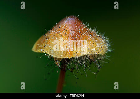 Saffrondrop bonnet (Mycena crocata), Saffrondrop Bonnet est concerné par l'Spinellus fusiger, Pays-Bas Banque D'Images