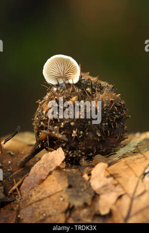 Porecrust commun (Schizophyllum commune), sur beechnut, Pays-Bas, nord des Pays-Bas Banque D'Images