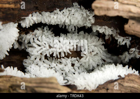 Myxomycète corail (Ceratiomyxa fruticulosa), sur le bois mort, Pays-Bas Banque D'Images
