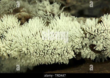 Myxomycète corail (Ceratiomyxa fruticulosa), sur le bois mort, Pays-Bas Banque D'Images