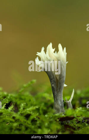 Les aigrettes, champignon blanc corail champignon (Clavulina coralloides, Clavulina cristata), sur le bois mort, Pays-Bas Banque D'Images