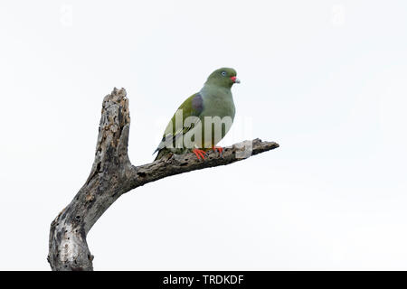 Pigeon vert africain (Treron calva), perché sur une branche morte, side view, Afrique du Sud, Lowveld, Krueger National Park Banque D'Images