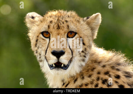 Le Guépard (Acinonyx jubatus), portrait, Afrique du Sud Banque D'Images