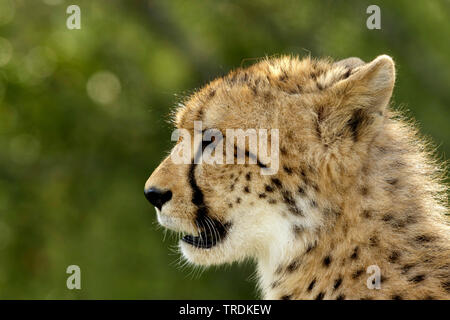 Le Guépard (Acinonyx jubatus), portrait, Afrique du Sud Banque D'Images