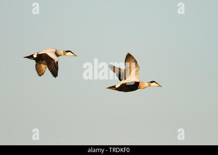 L'eider à duvet (Somateria mollissima), les mâles adultes survolant la mer du Nord, Allemagne Banque D'Images