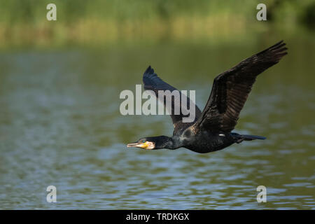 Chinese grand cormoran (Phalacrocorax carbo sinensis, Phalacrocorax sinensis), volant au-dessus de l'eau, Allemagne Banque D'Images