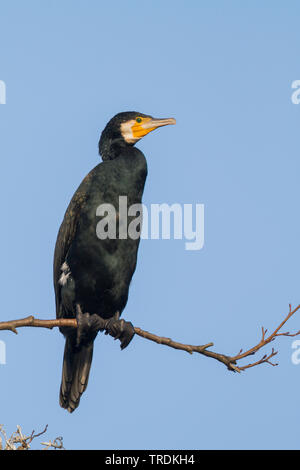 Chinese grand cormoran (Phalacrocorax carbo sinensis, Phalacrocorax sinensis), assis sur une branche, Allemagne Banque D'Images