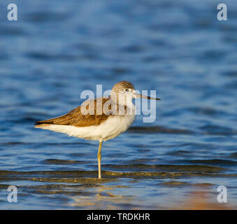 Chevalier aboyeur (Tringa nebularia commun), de repos dans l'eau, de l'Allemagne Banque D'Images