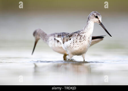 Chevalier aboyeur (Tringa nebularia commun), les pataugeoires, Allemagne Banque D'Images