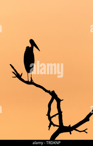 Marabou stork (crumeniferus Flamant rose (Phoenicopterus ruber), assis sur une branche dans la lumière du soir, Afrique du Sud, Mpumalanga, Kruger National Park Banque D'Images