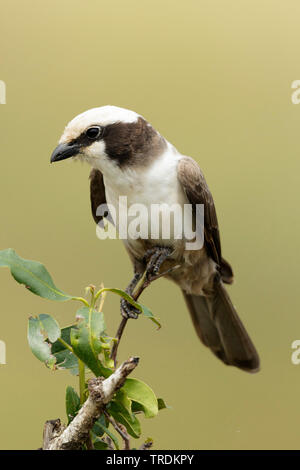 Migratrice blanche Eurocephalus anguitimens (), assis sur une branche , Afrique du Sud, Mpumalanga, Kruger National Park Banque D'Images