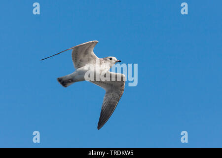 Mew Gull (Larus canus), voler, Suisse Banque D'Images