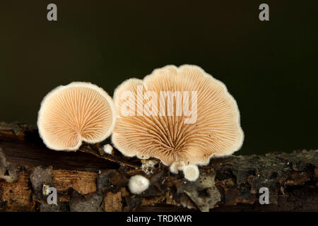 Oysterling Crepidotus variabilis (variable), sur le bois mort, Pays-Bas Banque D'Images