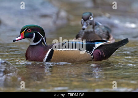 Le Canard branchu (Aix sponsa), d'une mâle en plumage nuptial, vue de côté, l'Allemagne, la Bavière Banque D'Images