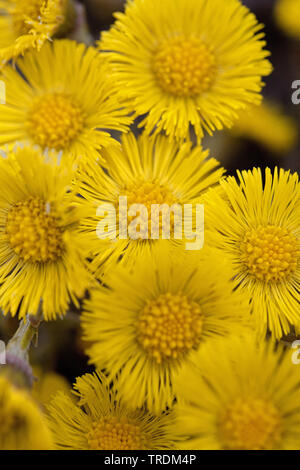 Poulain-pied, âne (Tussilago farfara), la floraison, l'Allemagne, la Bavière Banque D'Images