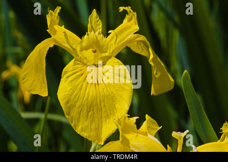 Iris jaune, drapeau jaune (Iris pseudacorus), fleur, Germany Banque D'Images