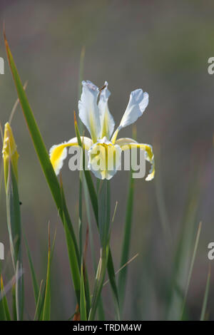 Iris Iris jaune bagués (orientalis), la floraison, la Grèce, Lesbos Banque D'Images