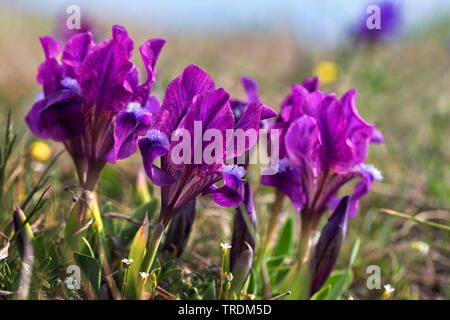 Iris Iris nain, pygmée (Iris pumila), la floraison, l'Autriche, Burgenland, le parc national de Neusiedler See Banque D'Images