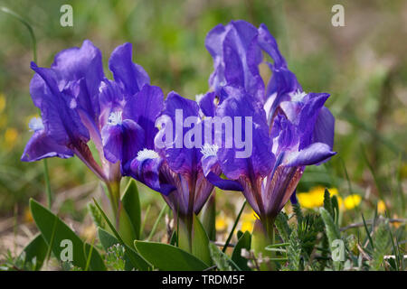 Iris Iris nain, pygmée (Iris pumila), la floraison, l'Autriche, Burgenland, le parc national de Neusiedler See Banque D'Images