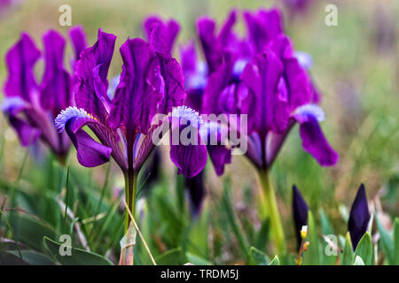 Iris Iris nain, pygmée (Iris pumila), la floraison, l'Autriche, Burgenland, le parc national de Neusiedler See Banque D'Images