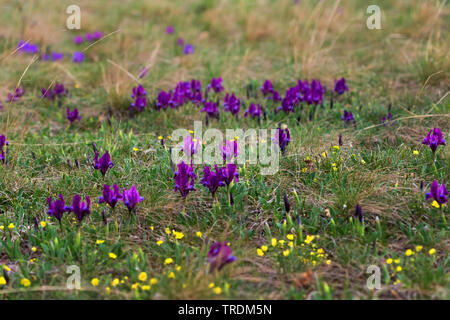 Iris Iris nain, pygmée (Iris pumila), la floraison, l'Autriche, Burgenland, le parc national de Neusiedler See Banque D'Images