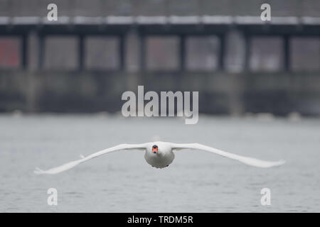 Mute swan (Cygnus olor), battant sur la rivière Isar, Germany Banque D'Images