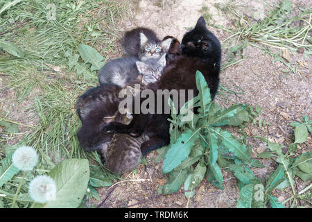 Chat noir couché dans l'herbe. Chat noir nourrit son Cute chatons Banque D'Images